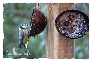 Eurasian Blue Tit at the Coconut 