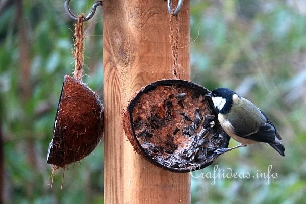 Great Tit Bird at the Coconut