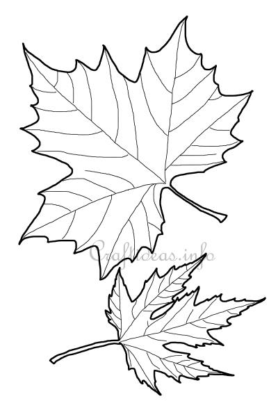 Maple Leaf Shapes
