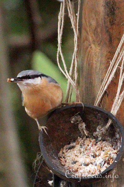 Nuthatch at the Coconut Feeder