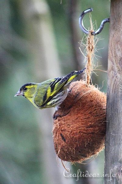 Siskin at the Coconut