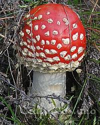 Toadstool Mushroom 250