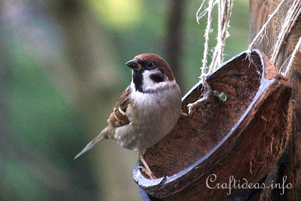 Tree Sparrow at the Coconut