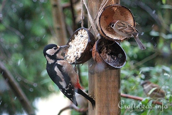 Woodpecker and Tree Sparrow at the Coconut