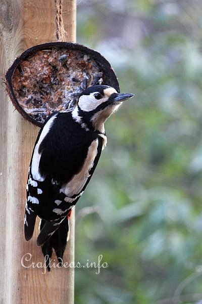 Woodpecker at the Coconut